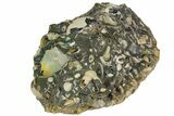 Fossil Ammonite (Scaphites) - South Dakota #137290-2